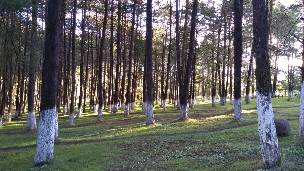 Parque El Cedral uno de los mejores lugares para tomar fotos en pachuca